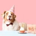 How to... Make a Dog Birthday Cake