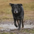 How to Support Your Dog’s Joint Health as They Age