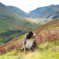 Top Dog-Friendly Pubs in the Lake District