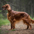 Top Tips to Keep Your Dog's Skin and Coat Healthy
